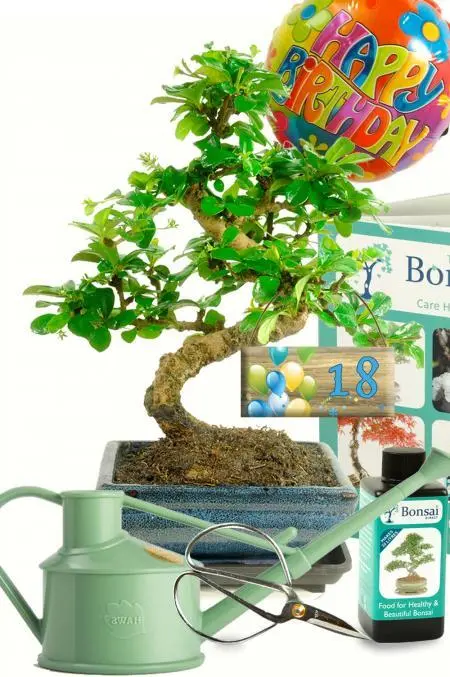 Outstanding Twisty Flowering Tea Tree Bonsai Kit - Milestone Birthday