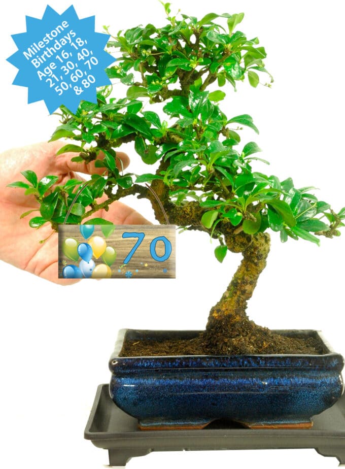 Milestone birthday Tea Tree bonsai | Keepsake birthday gift idea