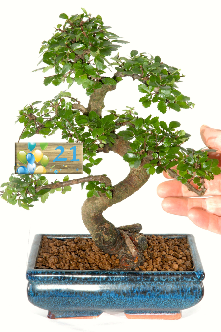 Happy Birthday Wishes for 40th Birthday - All Milestone Tags available!