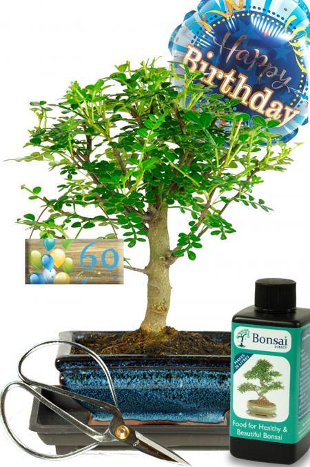 Aromatic Pepper Baby Indoor Bonsai - Landmark Birthdays Gift