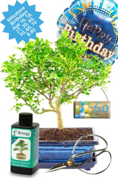 Aromatic Pepper landmark birthdays bonsai gift UK