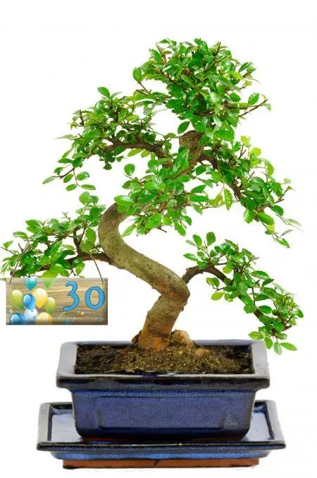 Beginners Chinese Elm Bonsai with Choose Your Age Birthday Tag