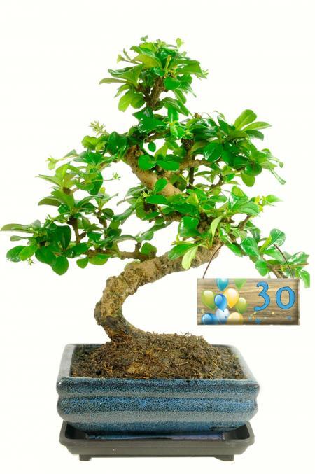 Birthday Gifts for Men 60th, 50th, 30th, 70th - Outstanding Bonsai tree