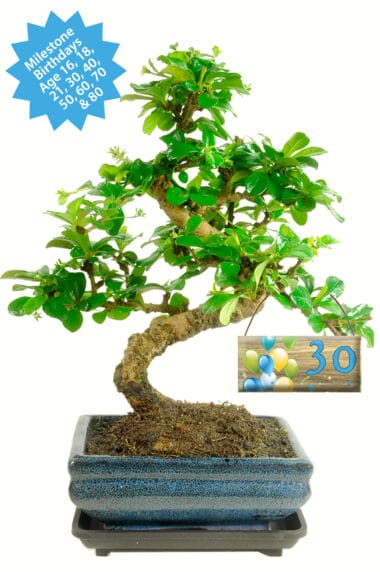Birthday Gifts for Men 60th - Elegant flowering indoor bonsai for sale as a wondrous milestone birthday gift