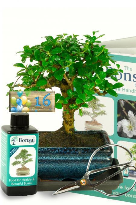 Milestone Gift Ideas | Cute Birthday Flowering Bonsai Tree Gift Set & Milestone Tag