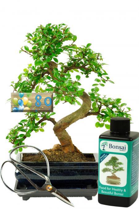 Milestone Gifts | Beginners Bonsai Starter Kit with Special Birthday Tag