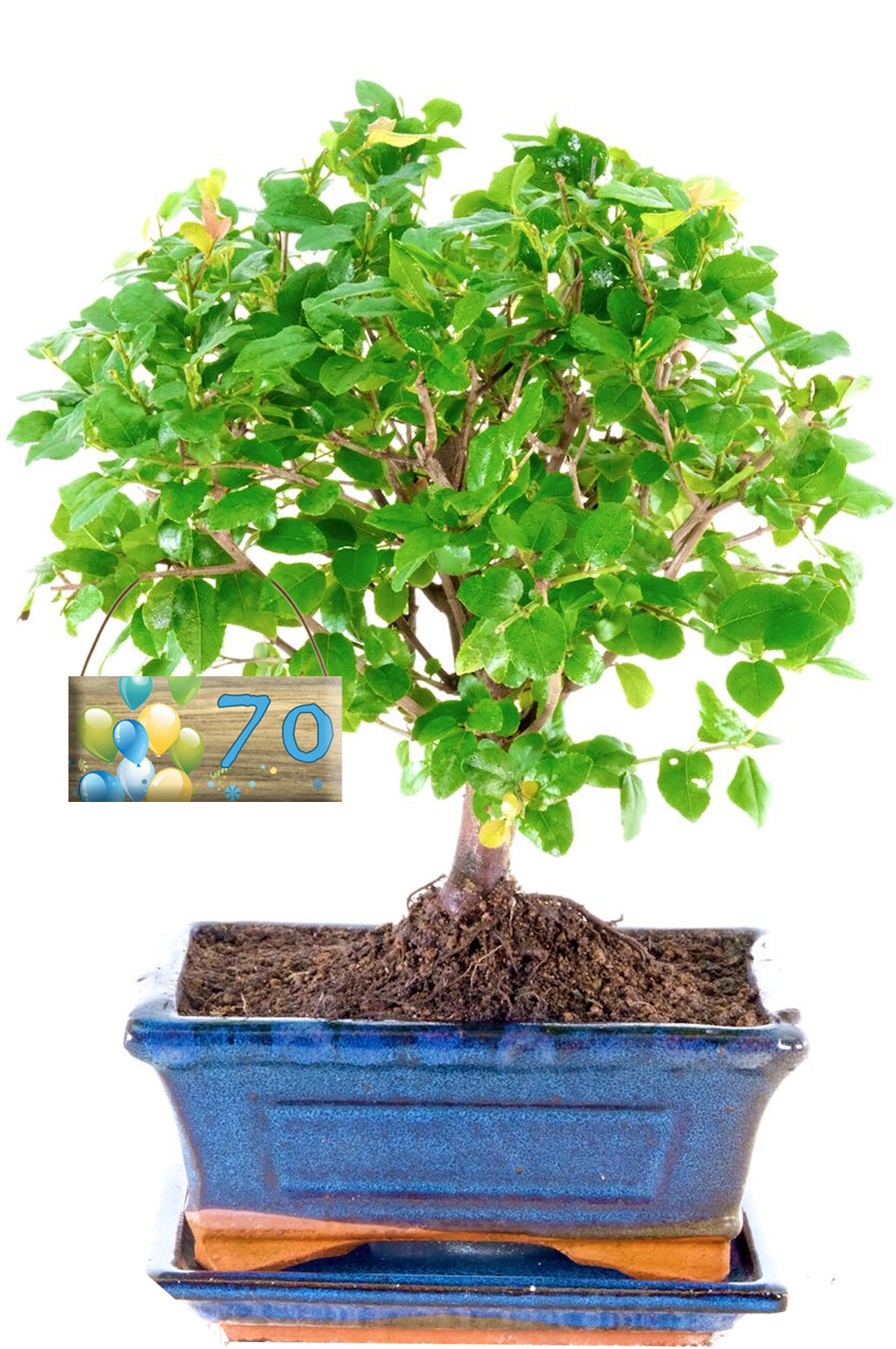 Birthday Fruiting Woodland Style Beginners Indoor Bonsai with Milestone Tag
