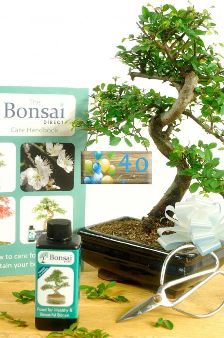 Milestone Birthday Gift | Chinese Elm Bonsai Starter Kit