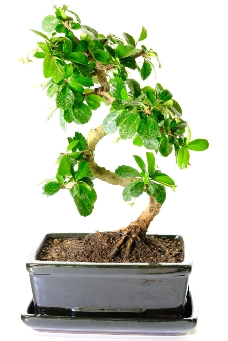 How to Grow a Bonsai Tree Indoors: Expert Tips for Success