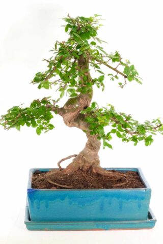 Extra large Chinese Elm bonsai for sale UK