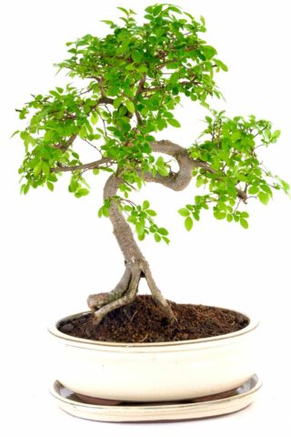 A choice and expressive indoor bonsai from premium range