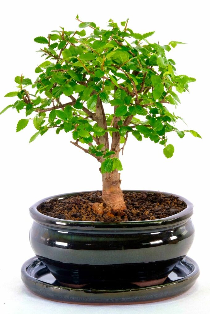 Supreme Chinese Elm beginners bonsai for sale