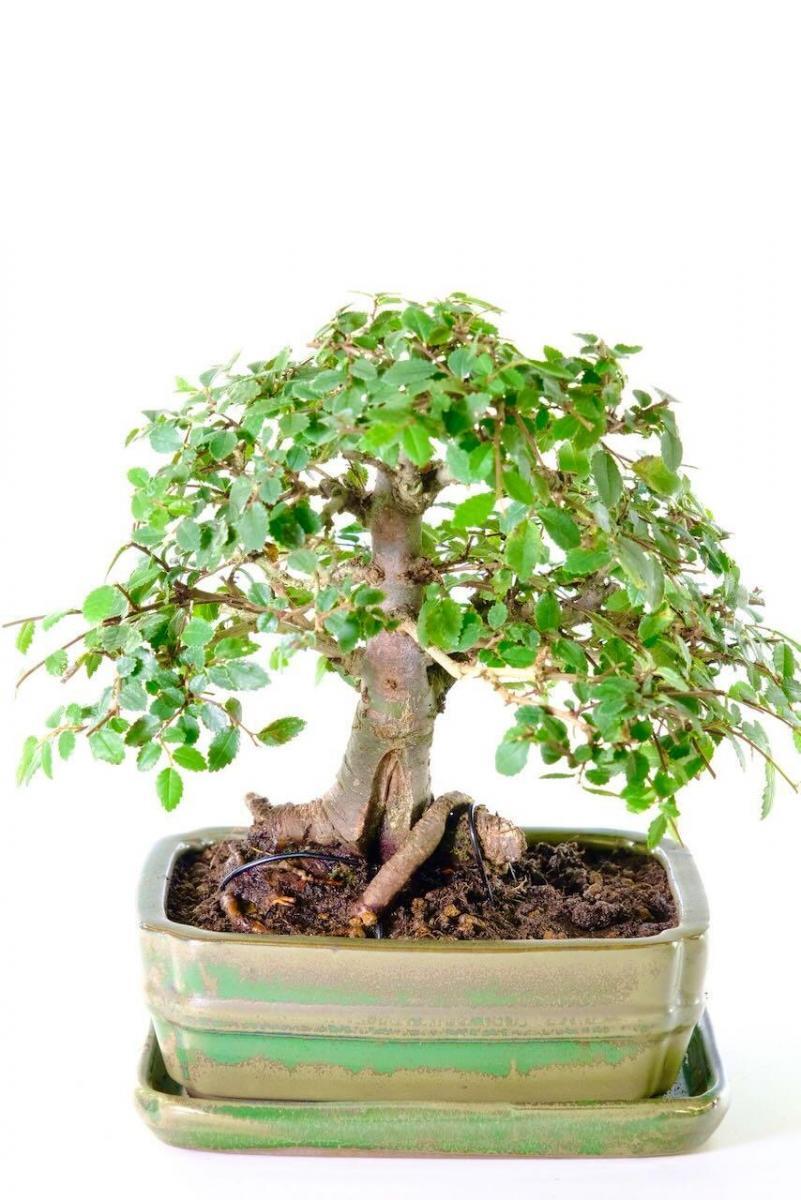 Chic Dwarf Chinese Elm Indoor Bonsai with Neat Styling - "Lil Bill"