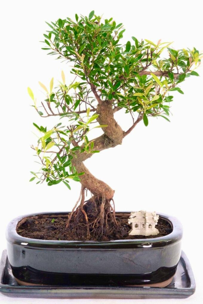 Fantastic Oriental Myrtle bonsai for sale UK