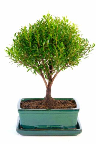 Sensationally designed indoor bonsai for beginners
