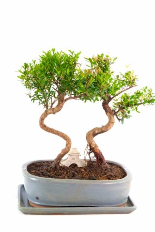 Wondrous roseapple bonsai in twin composition with ornate bridge