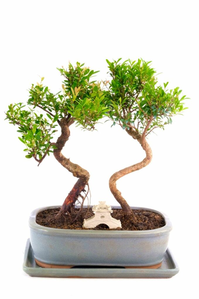 A very pretty flowering & fruiting premium indoor bonsai of love & joyful living