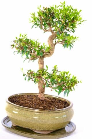 Captivating mature Roseapple bonsai with highly refined structure