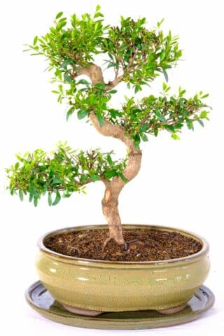 Beautiful Roseapple myrtle bonsai in olive green pot