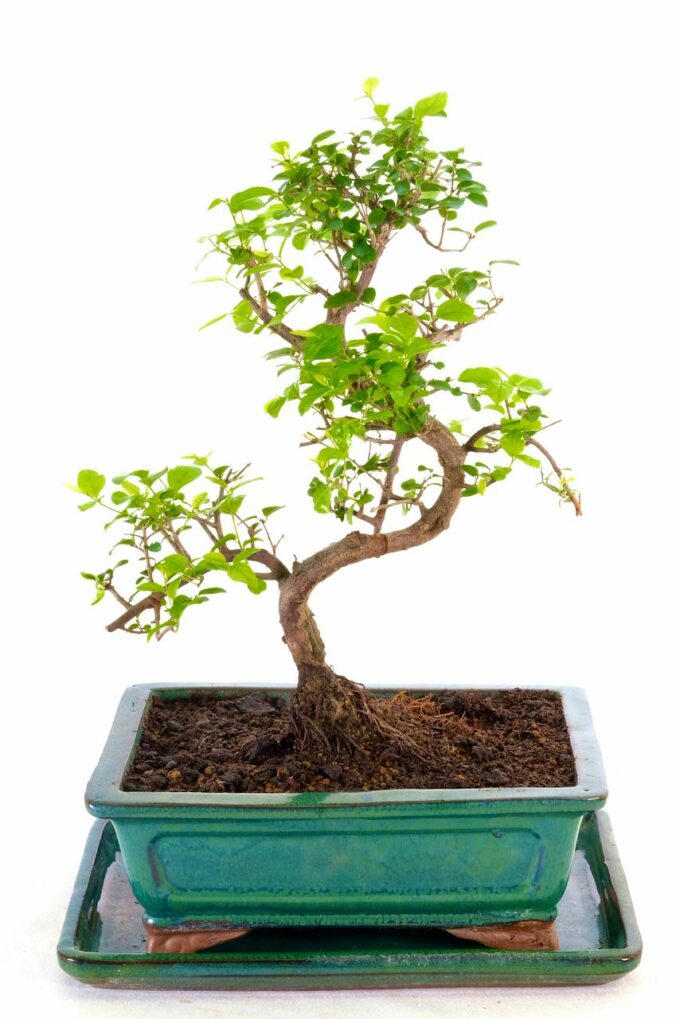 Chinese Sweet Plum Premium elegant indoor bonsai