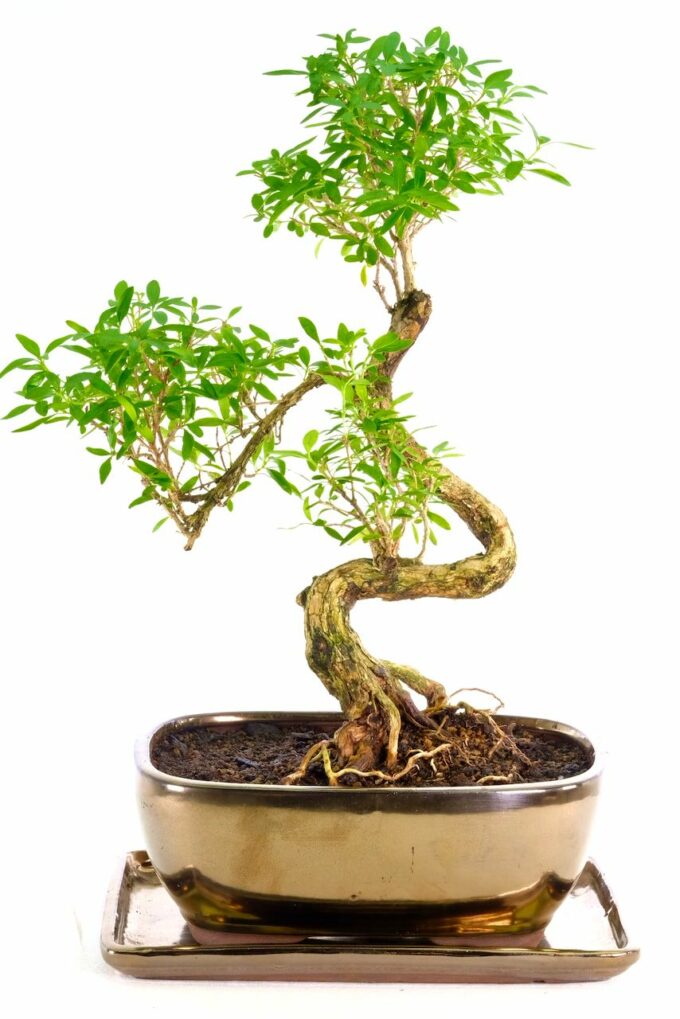 Pretty Serissa bonsai with star shaped flowers