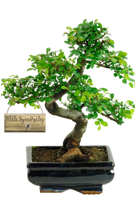 With Sympathy Chinese Elm