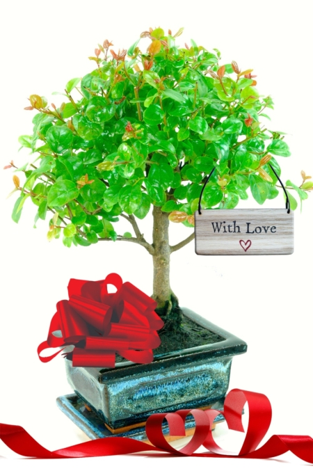 Valentines woodland style fruiting beginners indoor bonsai gift
