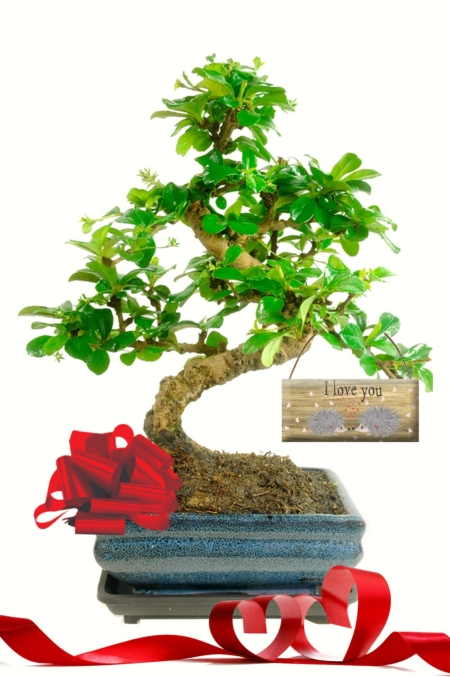 Wondrous flowering Valentines bonsai tree with I love you tag