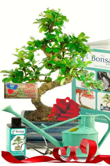 Comprehensive Valentines Day Beginners Bonsai Tree Complete set