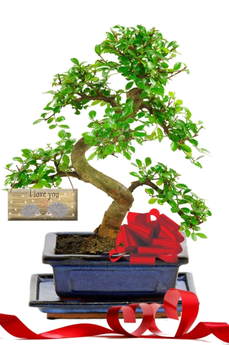 Beautiful twisty indoor I love you hedgehog design gift