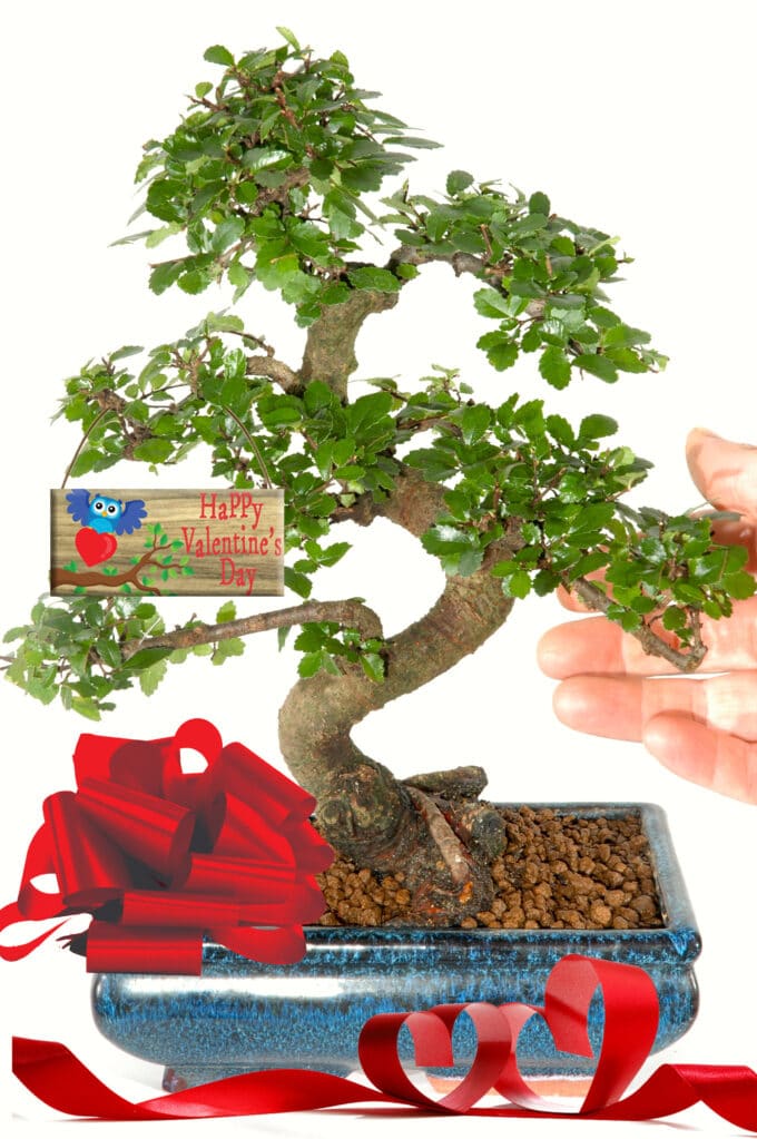 12 year old mid Sized valentines bonsai with owl design tag