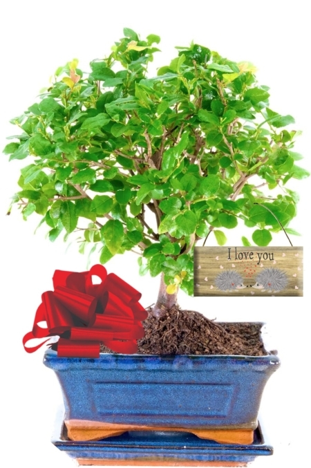 Fruiting beginners woodland style indoor bonsai for valentines day