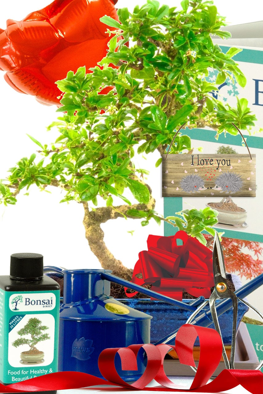 Ultimate Easy Indoor Larger Valentines Bonsai Kit UK