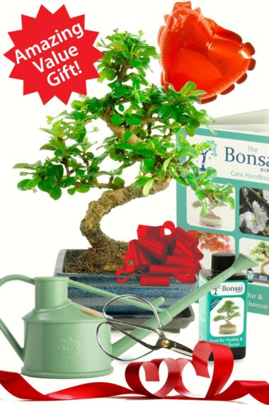 Twisty Oriental Tea Tree bonsai kit with valentine's balloon