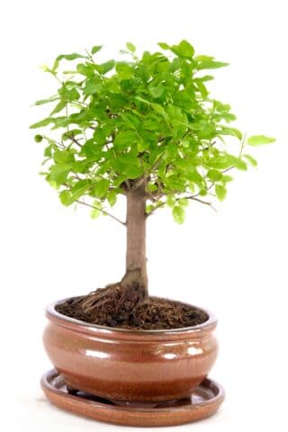 Orchard style bonsai perfect for beginners