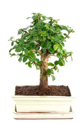 Chunky broom-style tea tree bonsai