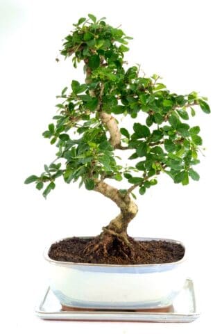 Stunning Tea Tree bonsai in pearlescent pot