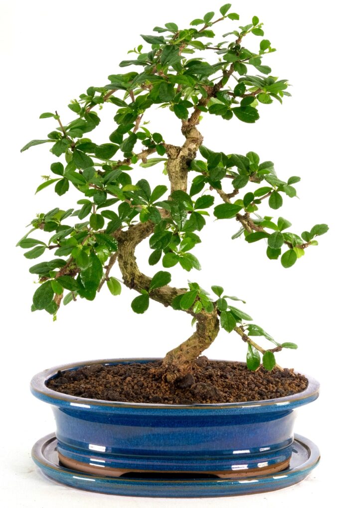 Large tea tree bonsai in blue ceramic pot