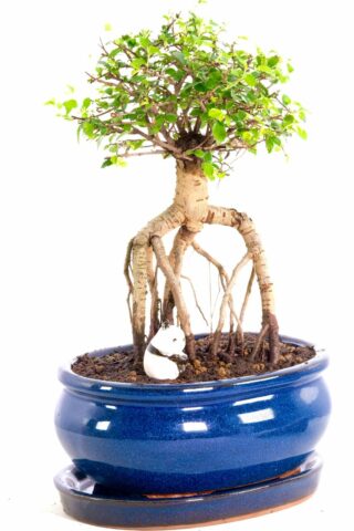 Highly Artistic Chinese Elm with Sweet Panda