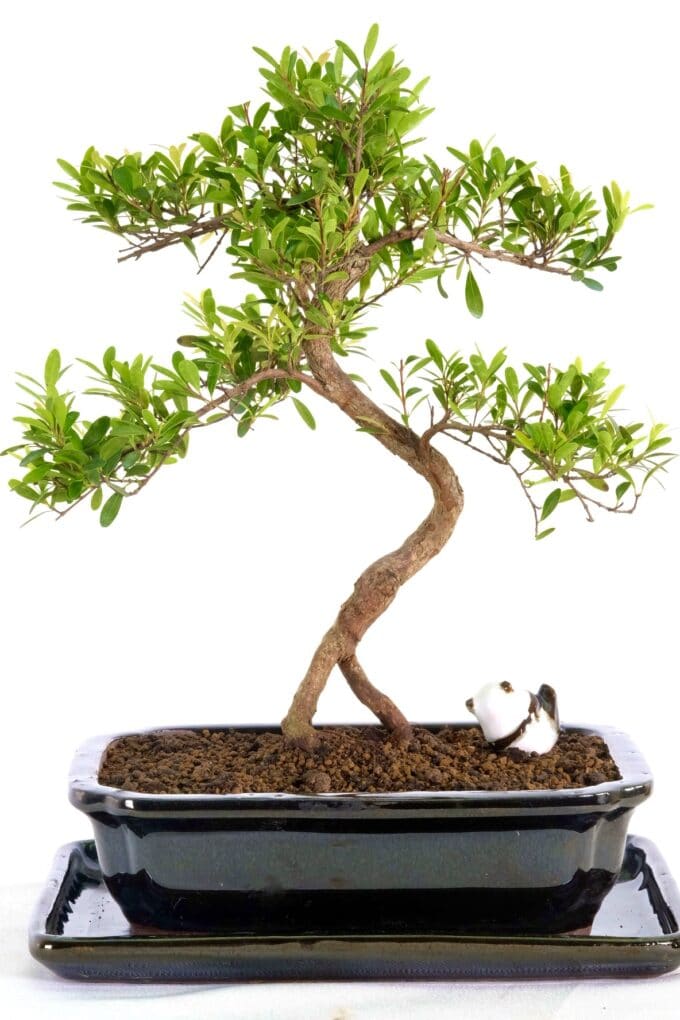 Phenomenal Oriental Myrtle bonsai for sale UK