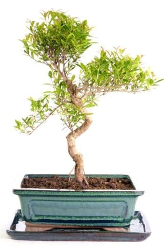 Perfect beginners indoor bonsai- A beautiful living ornament