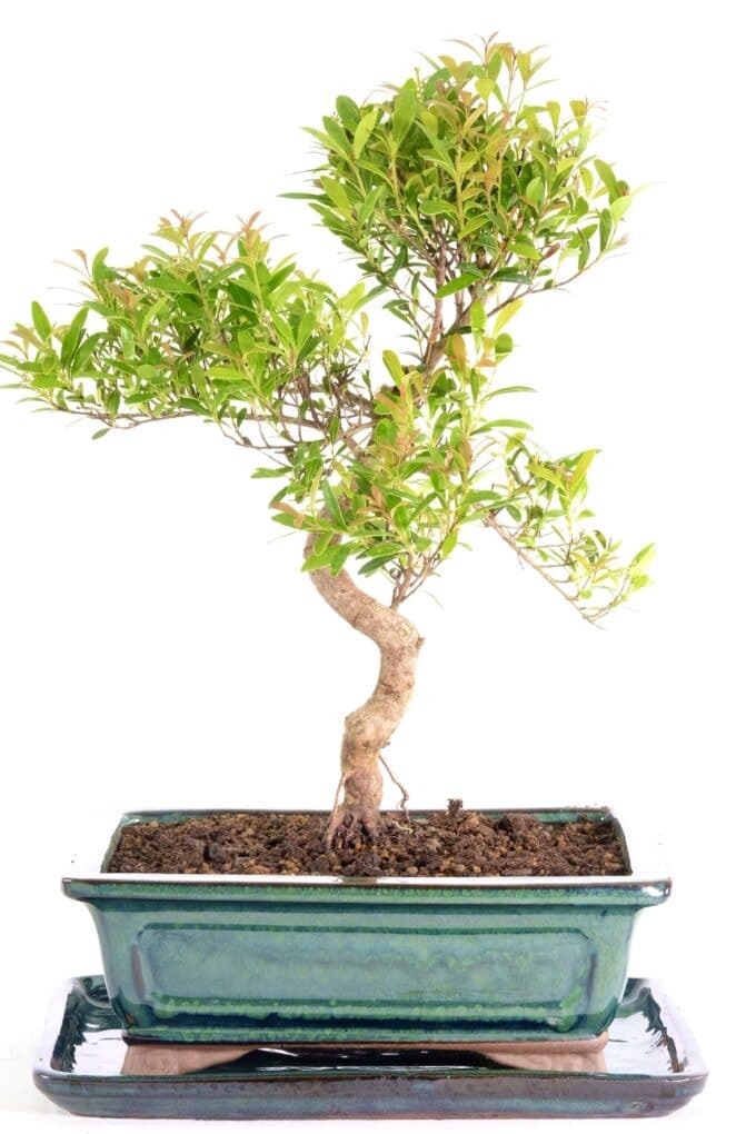 Stunning Roseapple bonsai with multi-tonal foliage