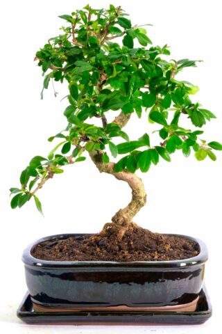 Large Oriental Tea Tree bonsai for sale UK
