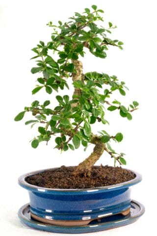 Large tea tree bonsai symbolises courage and love
