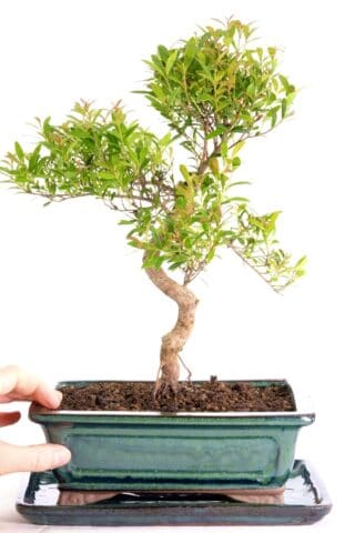 Twisty Myrtle bonsai in emerald green ceramic pot