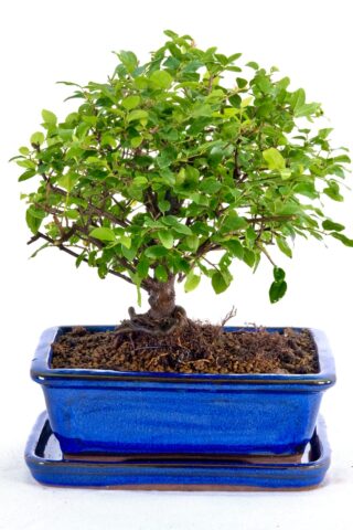 Miniature sweet plum bonsai