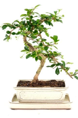 Twisty Carmona Microphylla bonsai for sale UK