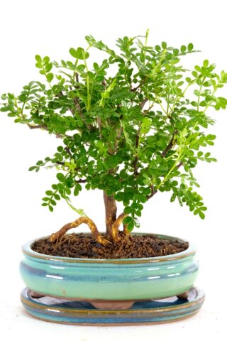 Broom-style pepper bonsai in cyan pot