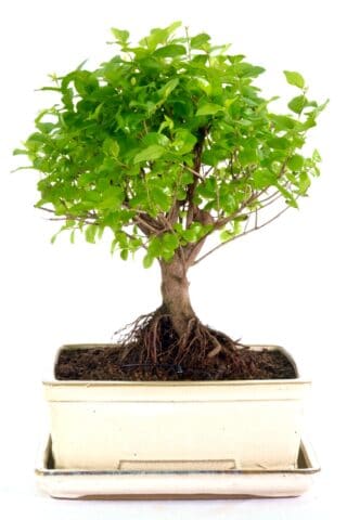 Broom-style sweet plum bonsai