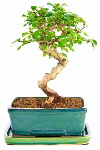 Twisty Carmona Microphylla bonsai for sale UK